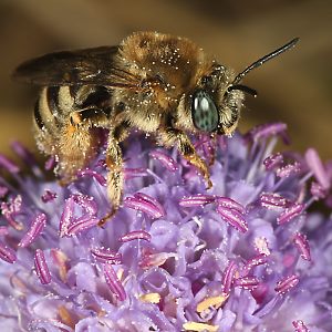 Eucera (Tetralonia) salicariae, W Eucera (Tetralonia) salicariae, W
