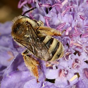 Langhornbiene Eucera salicariae, W Langhornbiene Eucera salicariae, W