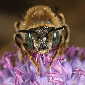 Eucera (Tetralonia) salicariae, W Eucera (Tetralonia) salicariae, W