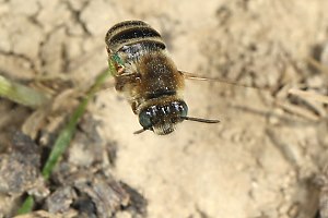 Langhornbiene Eucera salicariae, W Langhornbiene Eucera salicariae, W