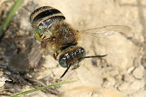 Eucera (Tetralonia) salicariae, W Eucera (Tetralonia) salicariae, W