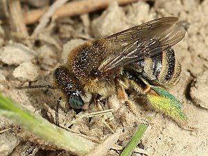 Eucera (Tetralonia) salicariae, W Eucera (Tetralonia) salicariae, W