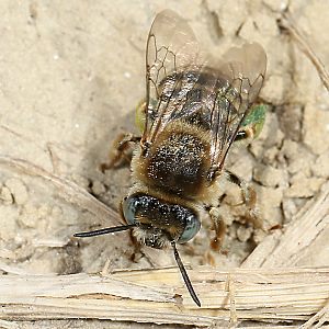 Langhornbiene Eucera salicariae, W Langhornbiene Eucera salicariae, W