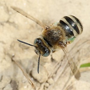 Eucera (Tetralonia) salicariae, W Eucera (Tetralonia) salicariae, W
