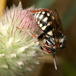 Filzbiene: Epeolus variegatus, M