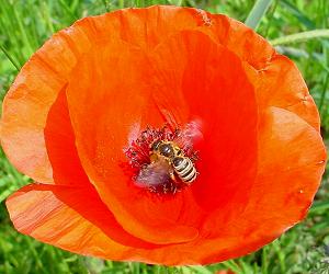 Halictus scabiosae, W Halictus scabiosae, W
