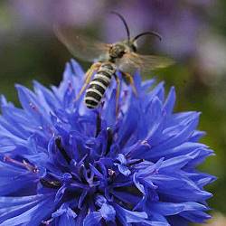 Halictus scabiosae, M Halictus scabiosae, M