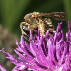 Furchenbiene Halictus scabiosae Furchenbiene Halictus scabiosae