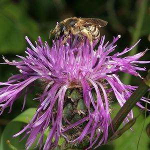 Halictus scabiosae, W Halictus scabiosae, W