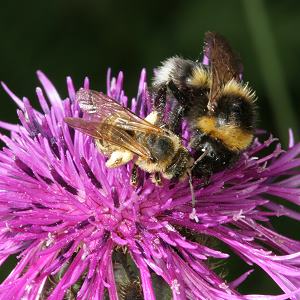 Halictus scabiosae, W Halictus scabiosae, W