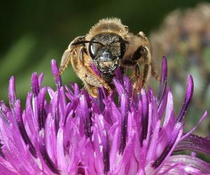 Halictus scabiosae, W Halictus scabiosae, W