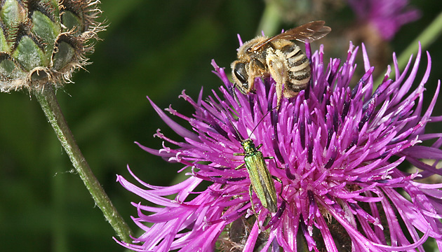 Halictus scabiosae, W Halictus scabiosae, W