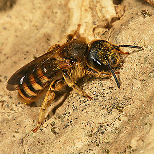Halictus scabiosae, W Halictus scabiosae, W