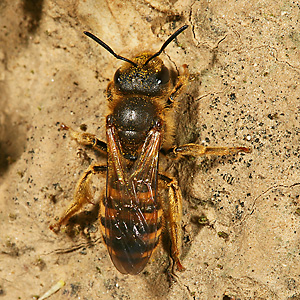 Halictus scabiosae, W Halictus scabiosae, W