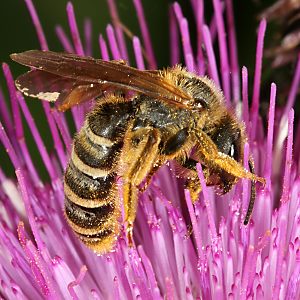 Halictus scabiosae, W Halictus scabiosae, W