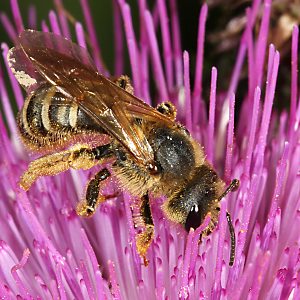 Halictus scabiosae, W Halictus scabiosae, W