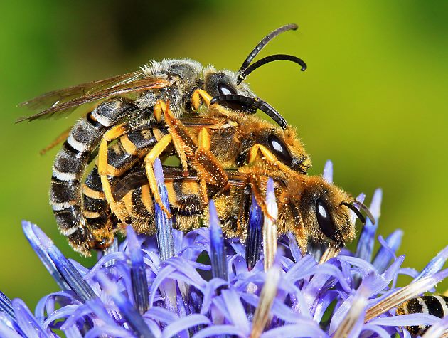 Halictus scabiosae, MMW Halictus scabiosae, MMW