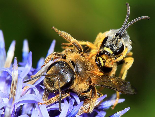 Halictus scabiosae, WMM Halictus scabiosae, WMM