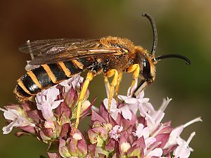 Halictus scabiosae, M Halictus scabiosae, M
