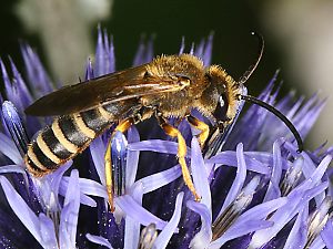 Halictus scabiosae, M Halictus scabiosae, M