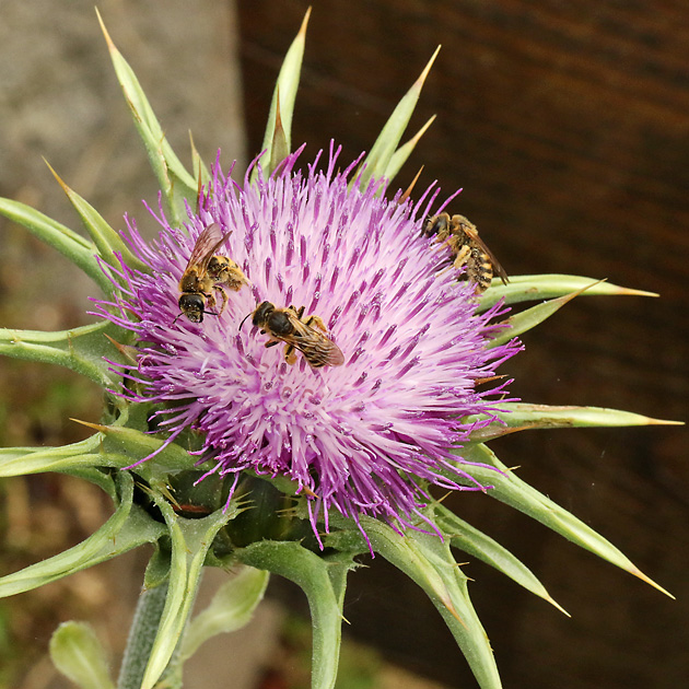 Halictus scabiosae, WWW Halictus scabiosae, WWW