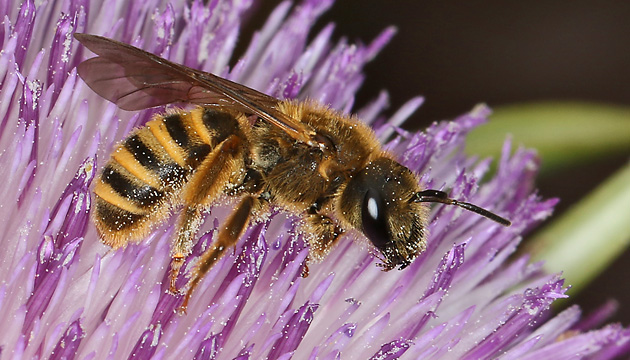 Halictus scabiosae, W Halictus scabiosae, W