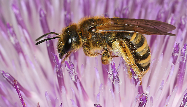 Halictus scabiosae, W Halictus scabiosae, W