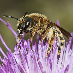 Halictus scabiosae, W Halictus scabiosae, W