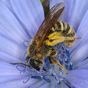 Halictus scabiosae, W Halictus scabiosae, W