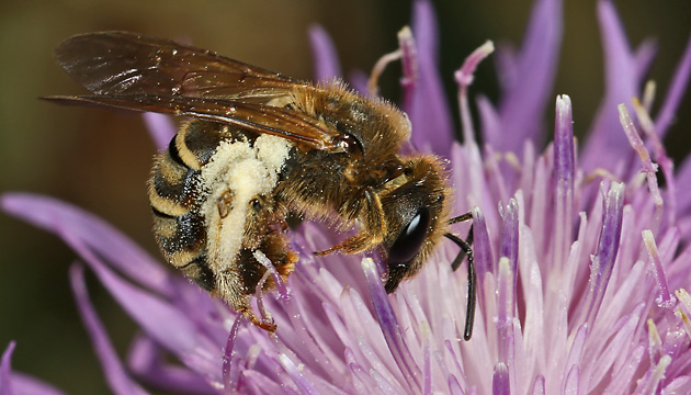 Halictus scabiosae, W auf Silybum marianum Halictus scabiosae, W