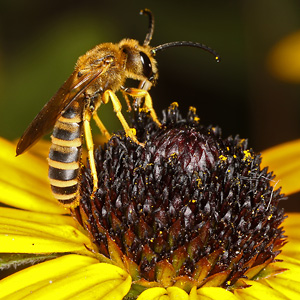 Halictus scabiosae, M Halictus scabiosae, M