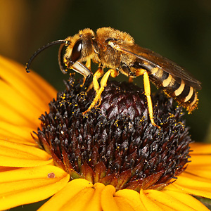 Halictus scabiosae, M Halictus scabiosae, M
