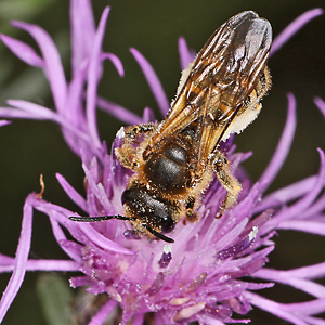Halictus scabiosae, W auf Centaurea jacea Halictus scabiosae, W