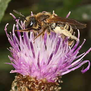 Halictus scabiosae, W auf Centaurea jacea Halictus scabiosae, W