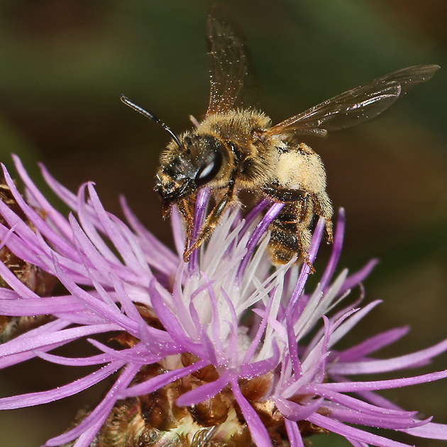 Halictus scabiosae, W auf Centaurea jacea Halictus scabiosae, W auf Centaurea jacea