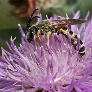 Halictus scabiosae, M auf Centaurea jacea Halictus scabiosae, M