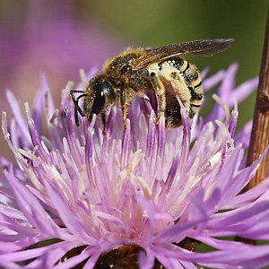 Halictus scabiosae, W auf Centaurea jacea Halictus scabiosae, W