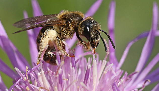 Halictus scabiosae, W auf Centaurea jacea Halictus scabiosae, W auf Centaurea jacea