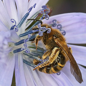 Halictus scabiosae, W an Wegwarte Halictus scabiosae, W an Wegwarte