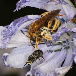Halictus scabiosae, W + Heriades truncorum Halictus scabiosae, W + Heriades truncorum