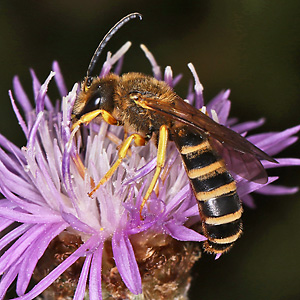 Halictus scabiosae, M auf Centaurea jacea Halictus scabiosae, M