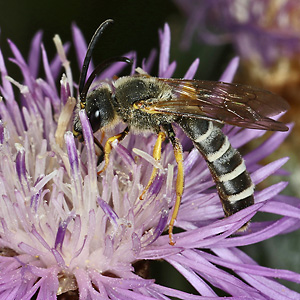 Halictus scabiosae, M auf Centaurea jacea Halictus scabiosae, M