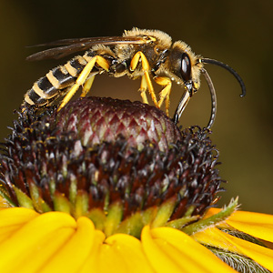 Halictus scabiosae, M auf Rudbeckia fulgida Halictus scabiosae, M