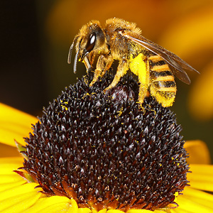 Halictus scabiosae, W auf Rudbeckia fulgida Halictus scabiosae, W
