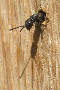 Heriades truncorum Heriades truncorum