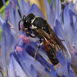 Maskenbiene Hylaeus variegatus, W Maskenbiene Hylaeus variegatus, W