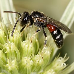 Furchen- bzw. Schmalbiene Lasioglossum interruptum, W Furchen- bzw. Schmalbiene Lasioglossum interruptum, W