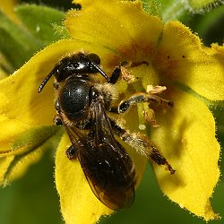 Schenkelbiene Macropis fulvipes, W, an Lysimachia punctata (1) Schenkelbiene Macropis fulvipes, W, an Lysimachia punctata (1)