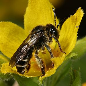 Macropis fulvipes, W, an Lysimachia punctata (2) Macropis fulvipes, W, an Lysimachia punctata (2)