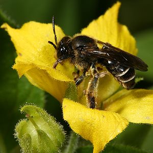 Macropis fulvipes, W, an Lysimachia punctata (3) Macropis fulvipes, W, an Lysimachia punctata (3)